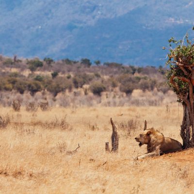 Tsavo Est – 1 giorno