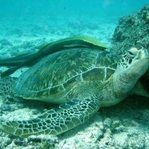 parco marino watamu